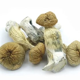 Golden Emperor Magic Mushrooms