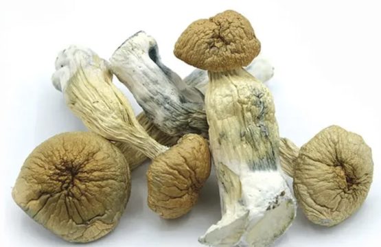 Golden Emperor Magic Mushrooms