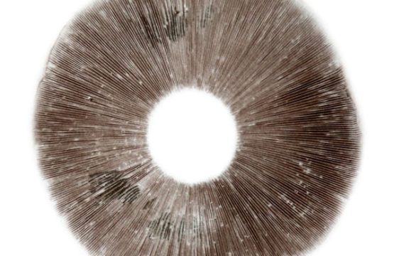 Spore Print Psilocybe Cubensis B+